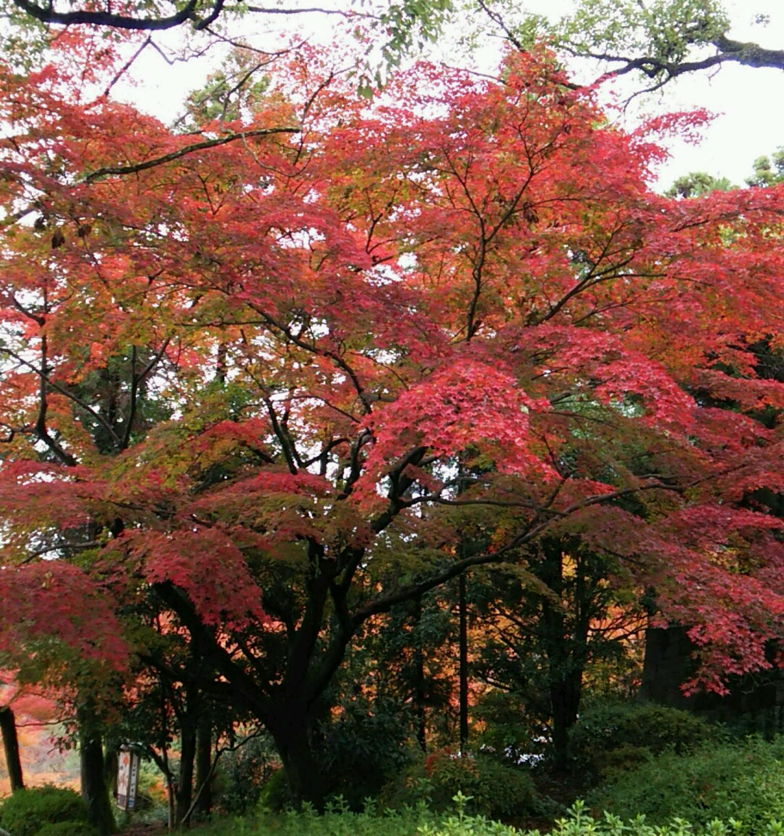 岡崎別院の紅葉
